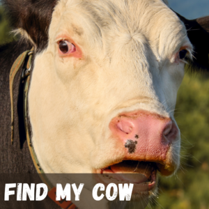Find My Cow