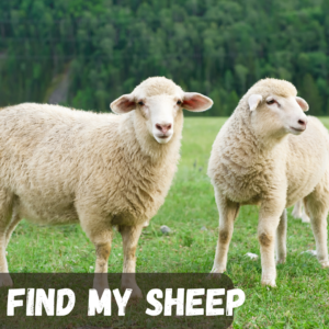 Find My Sheep