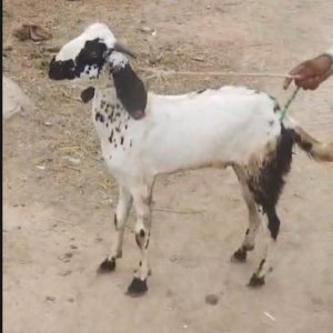 Bakra 50k