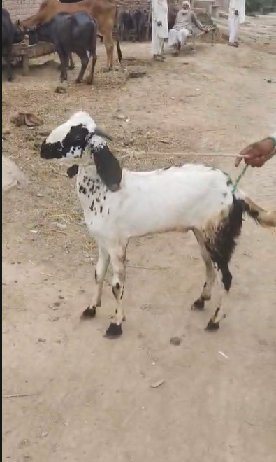Bakra 50k