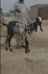 Bakra 50k Black / White