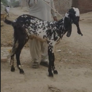 Bakra 50k Black / White