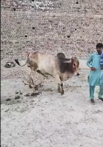 Bachra 240k