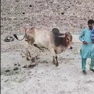 Bachra 240k