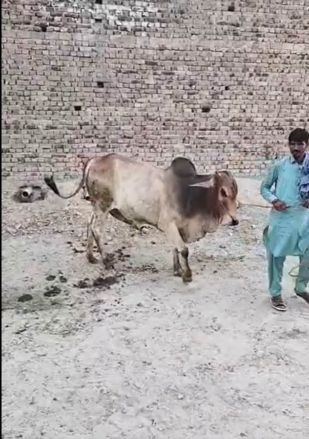 Bachra 240k
