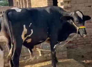 Bachra 200k
