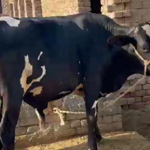 Bachra 200k