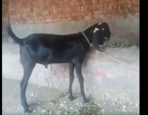 Bakra 67k