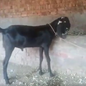 Bakra 67k