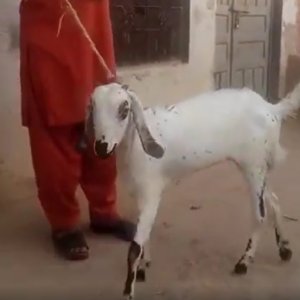 Bakree 37k For Sale