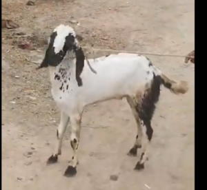 Bakra white / black 50k