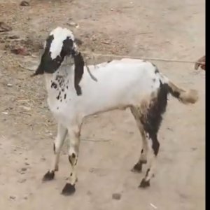 Bakra white / black 50k