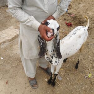 Bakra 50k