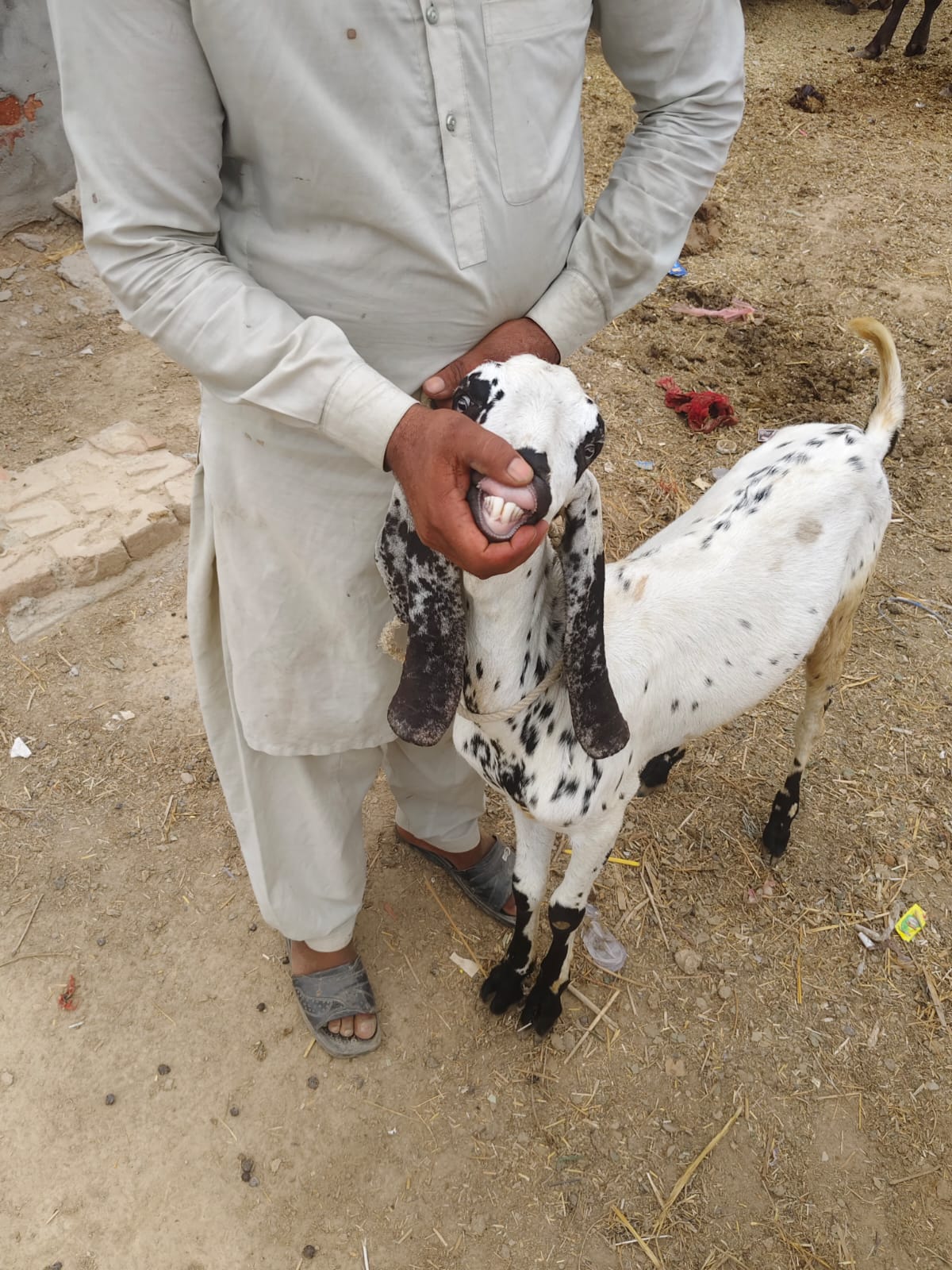 Bakra 50k