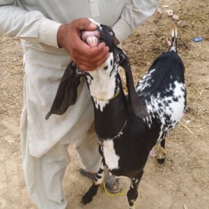 Bakra Black 50k