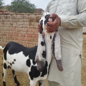 Bakra 105k