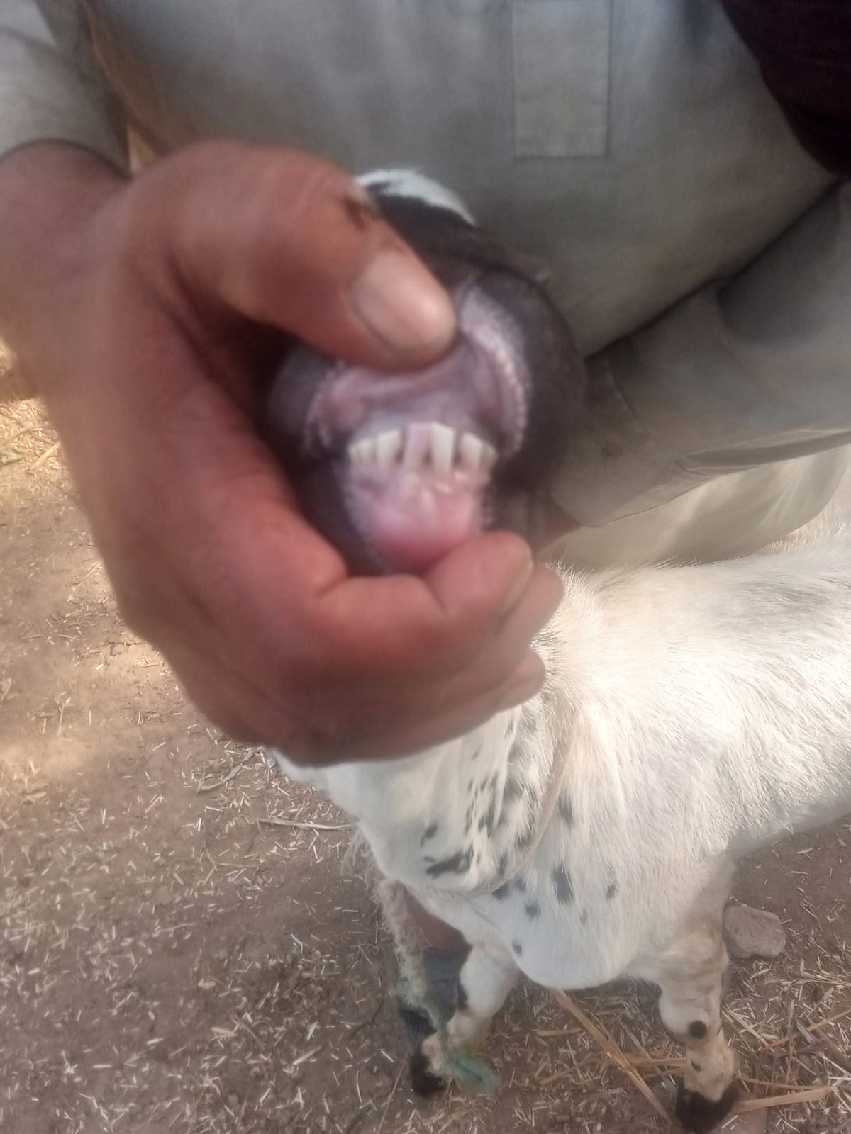 Bakra 50k - Image 2